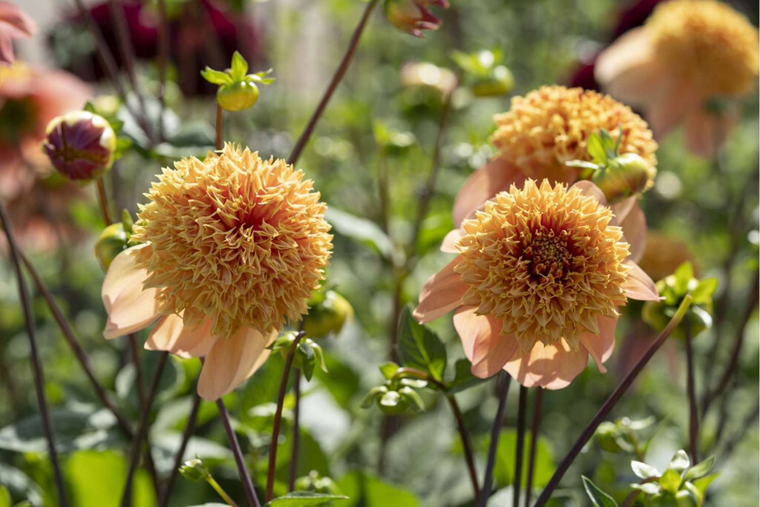 Dahlie ‘Sandia Brocade’
